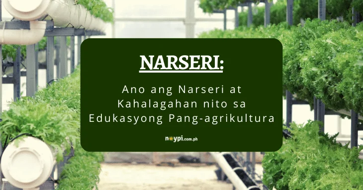 Narseri: Ano ang Narseri at Kahalagahan Nito sa Edukasyong Pang-agrikultura
